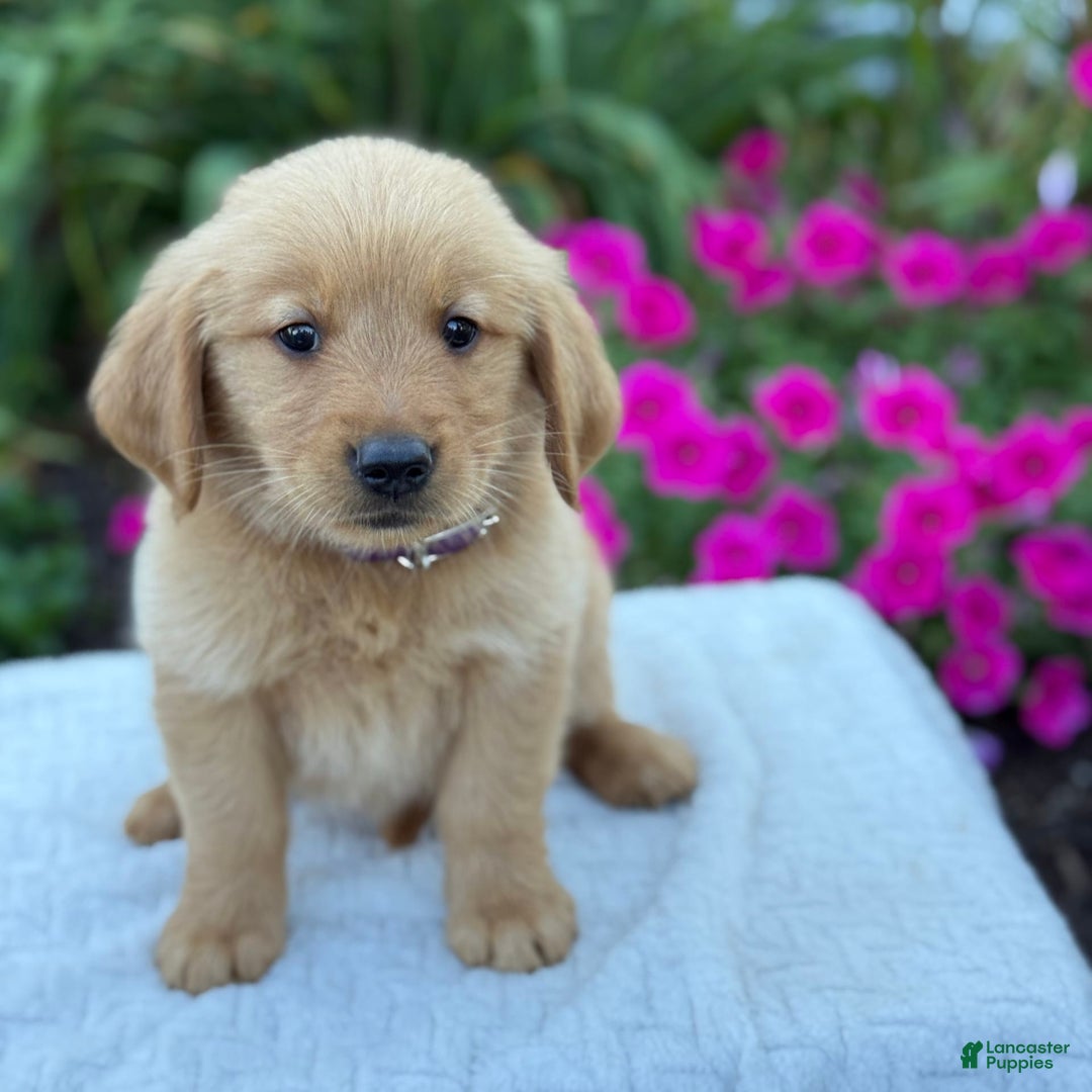 Golden Retriever dogs for sale: Golden Retriever 8 puppies - Image 6