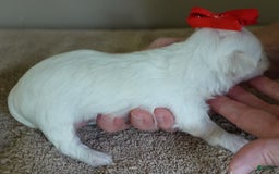 Maltipoo dogs for sale: Beans - Image 21