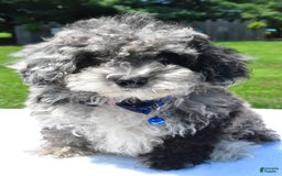 Miniature Poodle dogs for sale: Jethro - Image 5