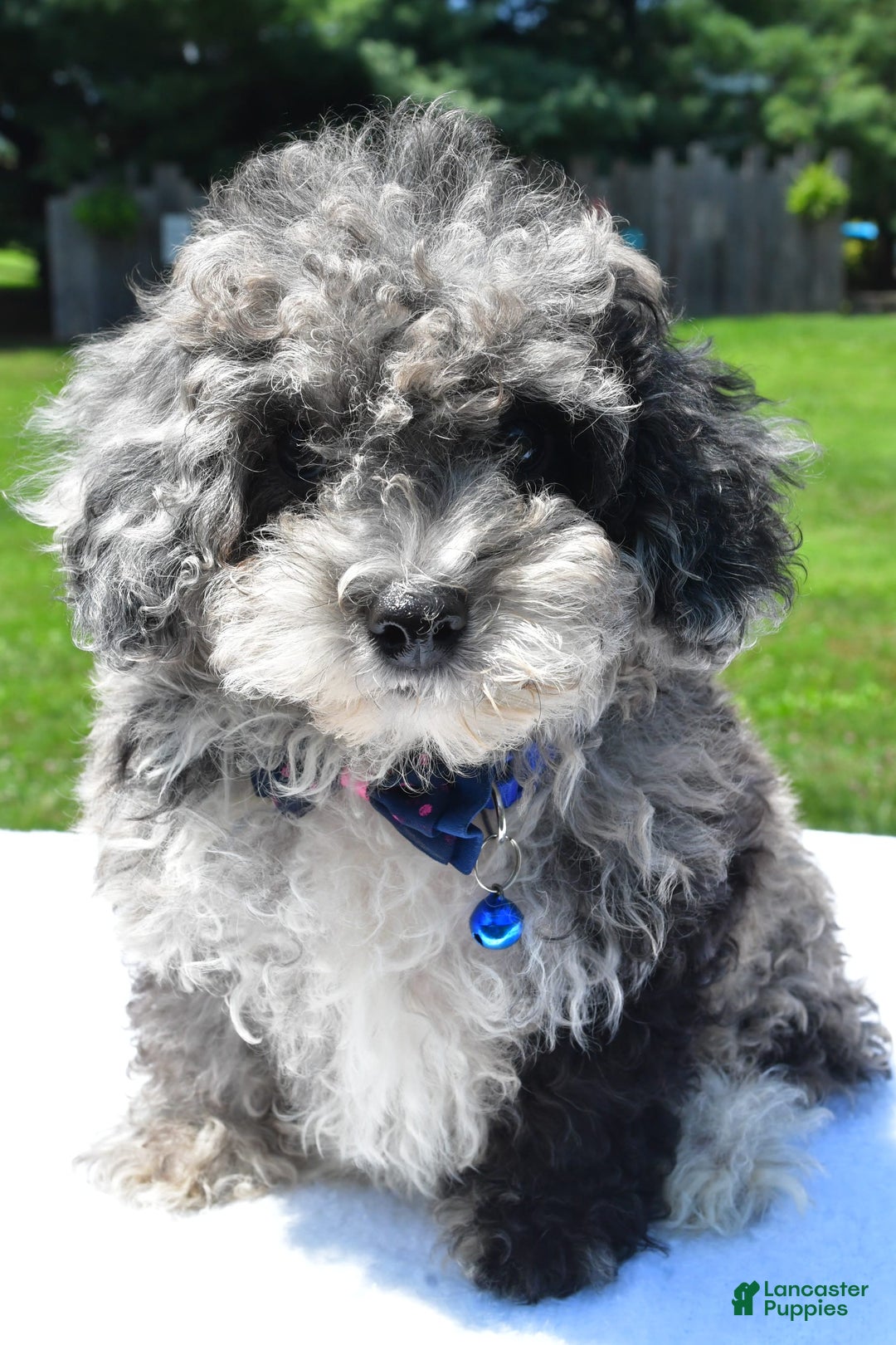 Miniature Poodle dogs for sale: Jethro - Image 5