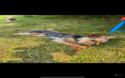 Yorkshire Terrier dogs for sale: Lavender - Image 5
