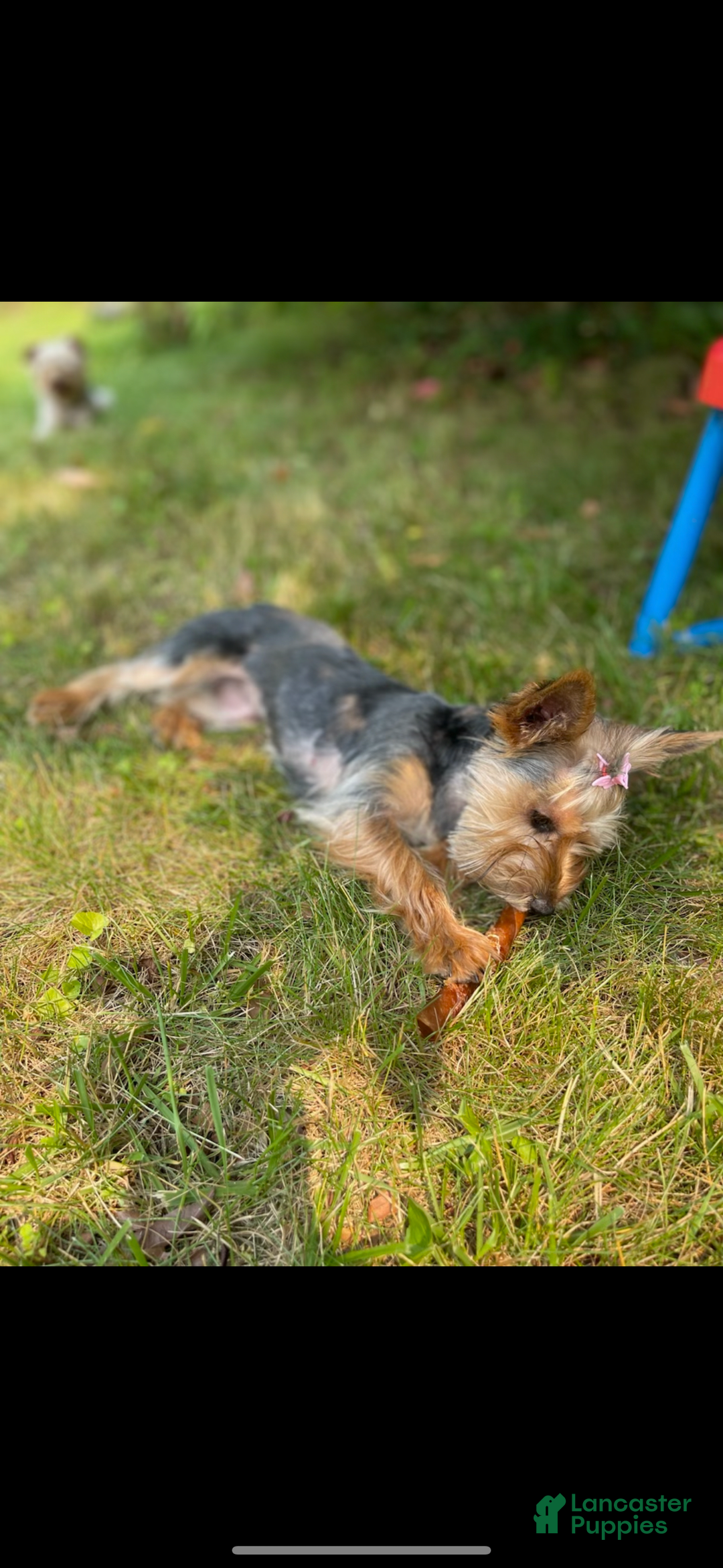 Yorkshire Terrier dogs for sale: Lavender - Image 5