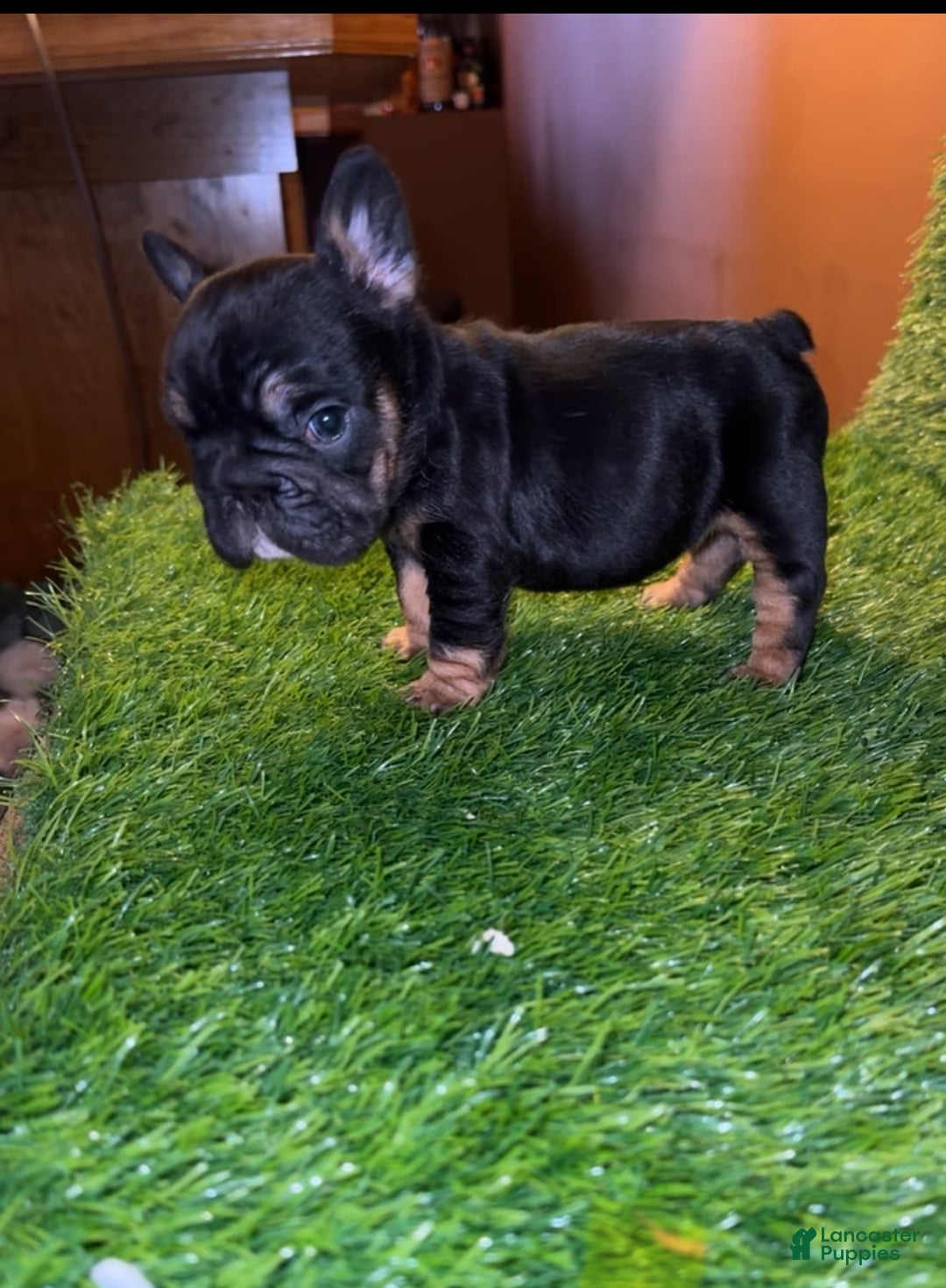 French Bulldog dogs for sale: Coco - Image 7