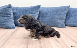 Cavapoo dogs for sale: Luna - Image 5