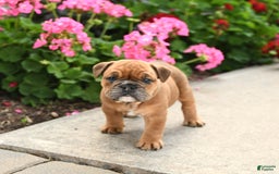 English Bulldog dogs for sale: Wendy - Image 5