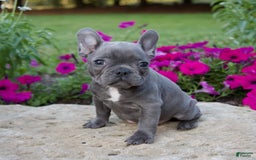 French Bulldog dogs for sale: Quinn - Image 7
