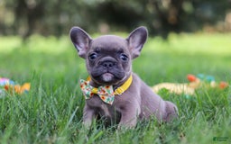 French Bulldog dogs for sale: Colton - Image 1