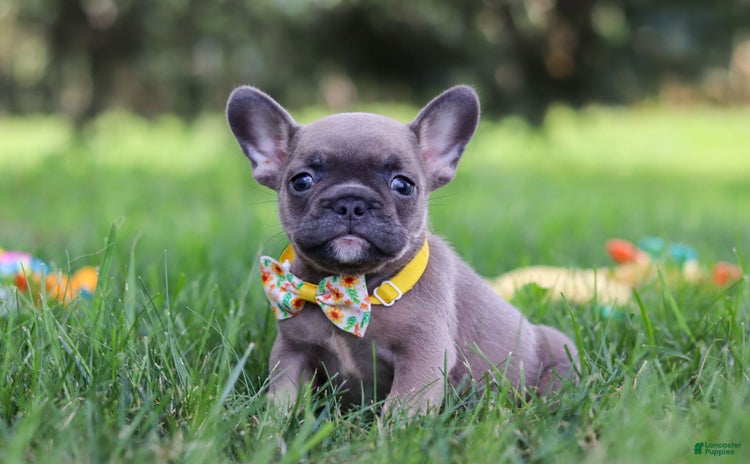 French Bulldog dogs for sale - Ad 3