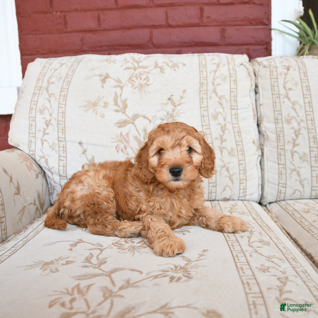 Cockapoo dogs for sale: Kipling - Image 5