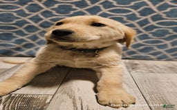 Golden Retriever dogs for sale: Golden Retriever - Image 11
