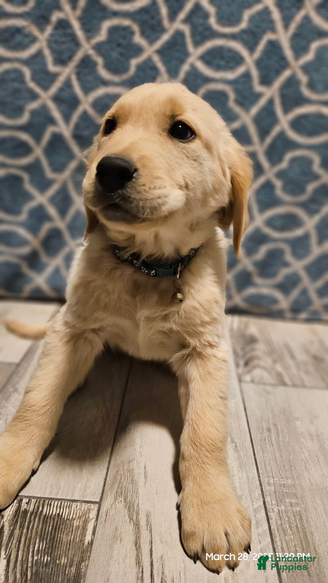 Golden Retriever dogs for sale: Golden Retriever - Image 11