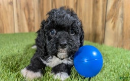 Cavapoo dogs for sale: Kaylee Boy - Image 3