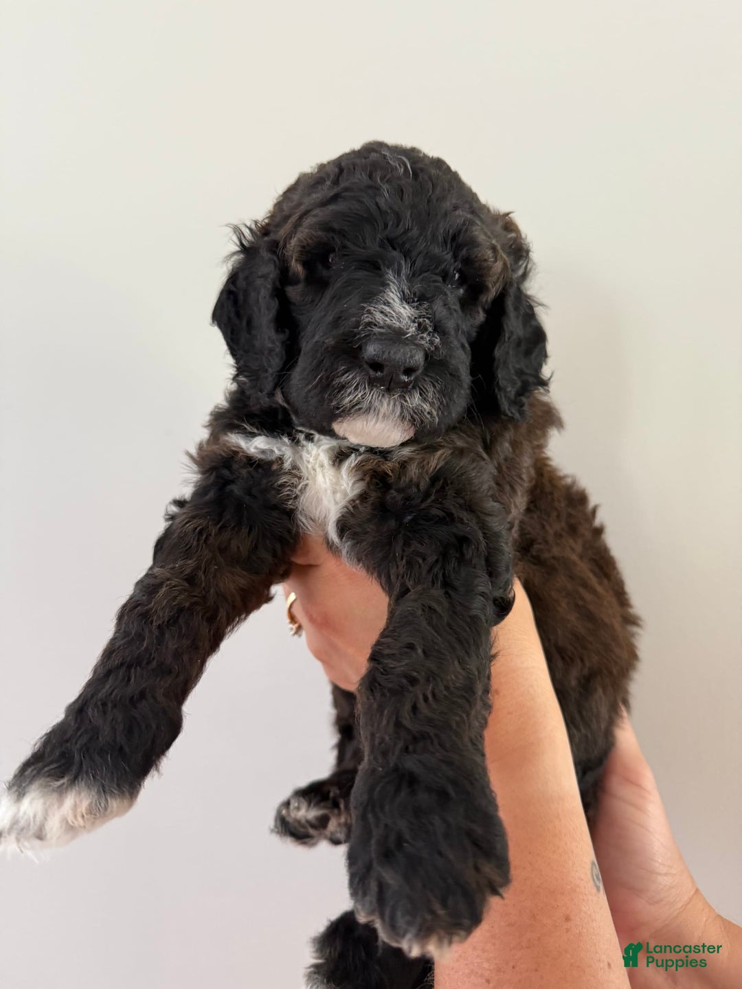 Bernedoodle dogs for sale: Light Blue Collar Girl - Image 6