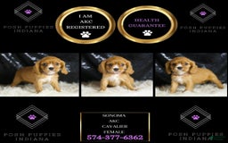 Cavalier King Charles Spaniel dogs for sale: Sonoma - Image 2