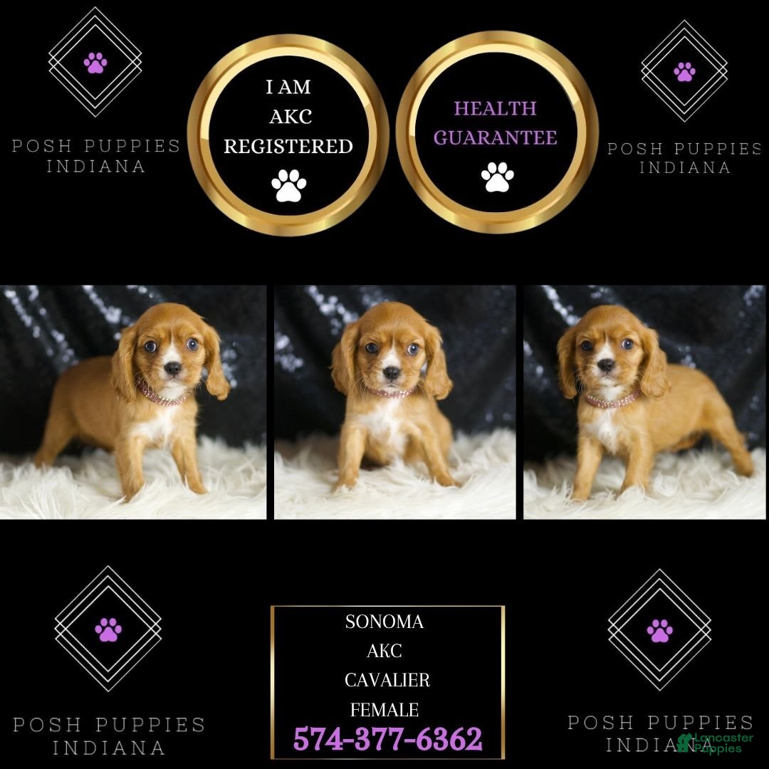 Cavalier King Charles Spaniel dogs for sale: Sonoma - Image 2