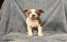 Boston Terrier dogs for sale: Louie - Image 5