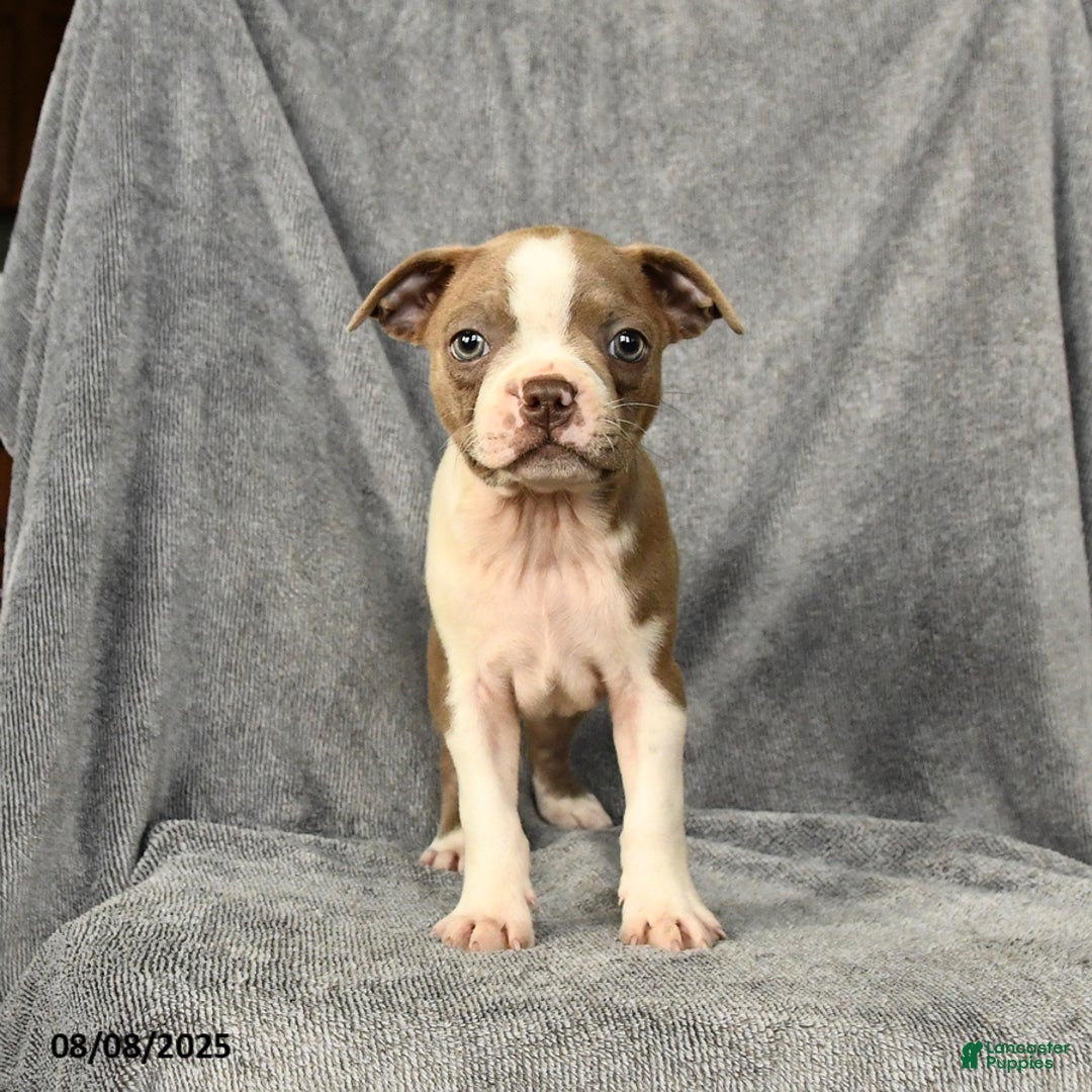 Boston Terrier dogs for sale: Louie - Image 5