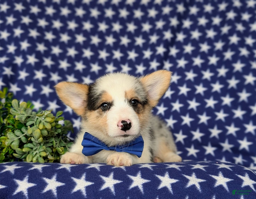 Welsh Corgi Pembroke dogs for sale: Kimball - Image 7