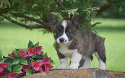 Welsh Corgi Pembroke dogs for sale: Ryan - Image 2