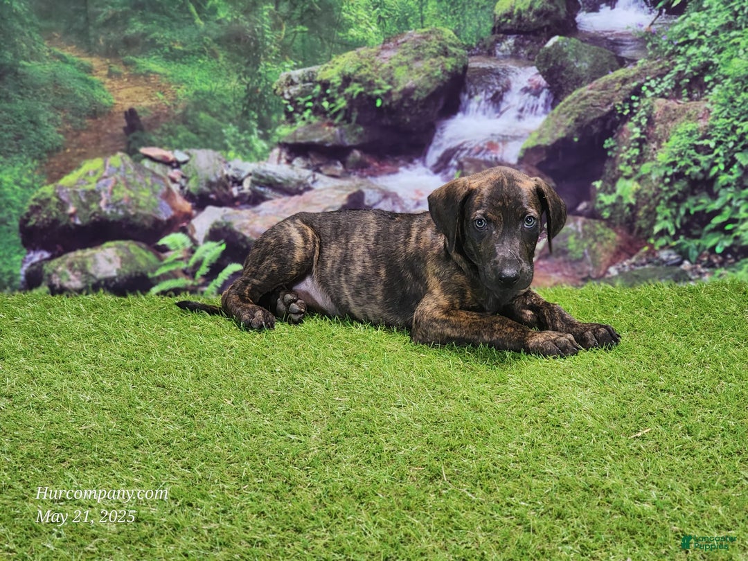 Catahoula Leopard Dog dogs for sale: Jesse 2025 Male 1 - Image 7