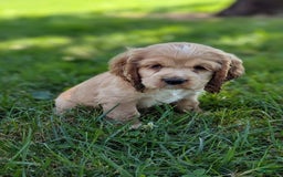 Cocker Spaniel dogs for sale: Sage - Image 3