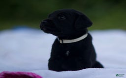 Cane Corso dogs for sale: Scarlett - Image 1