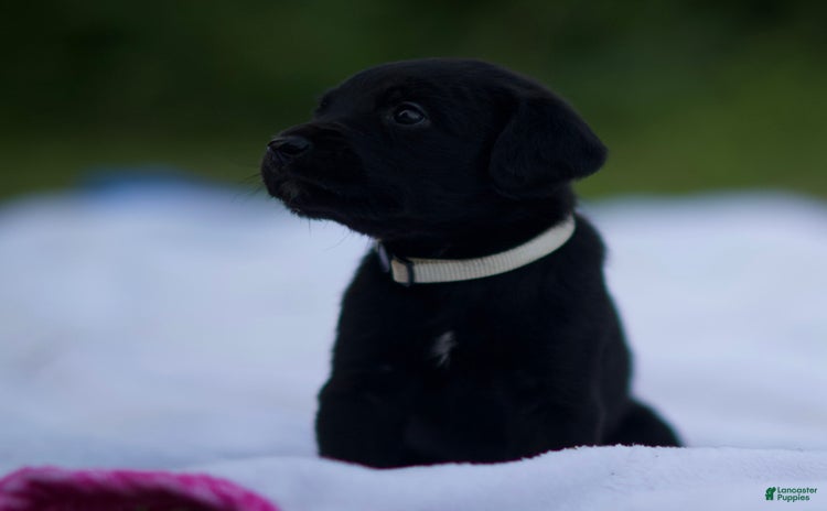 Cane Corso dogs for sale - Ad 2