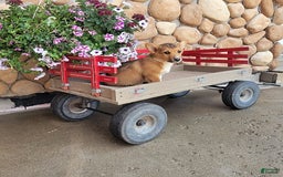 Welsh Corgi Pembroke dogs for sale: Bover - Image 6