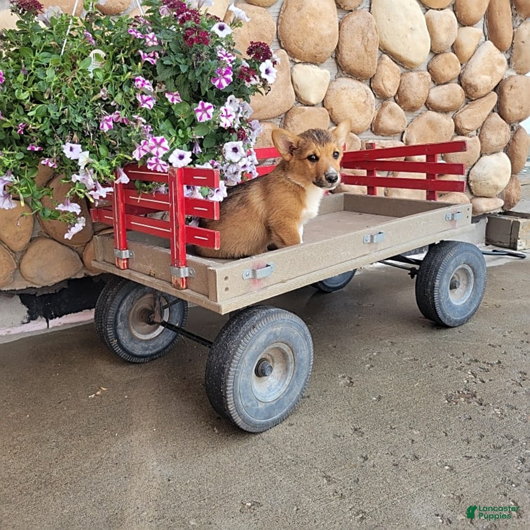 Welsh Corgi Pembroke dogs for sale: Bover - Image 6