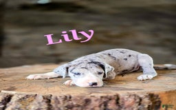 Great Dane dogs for sale: Lily - Image 1