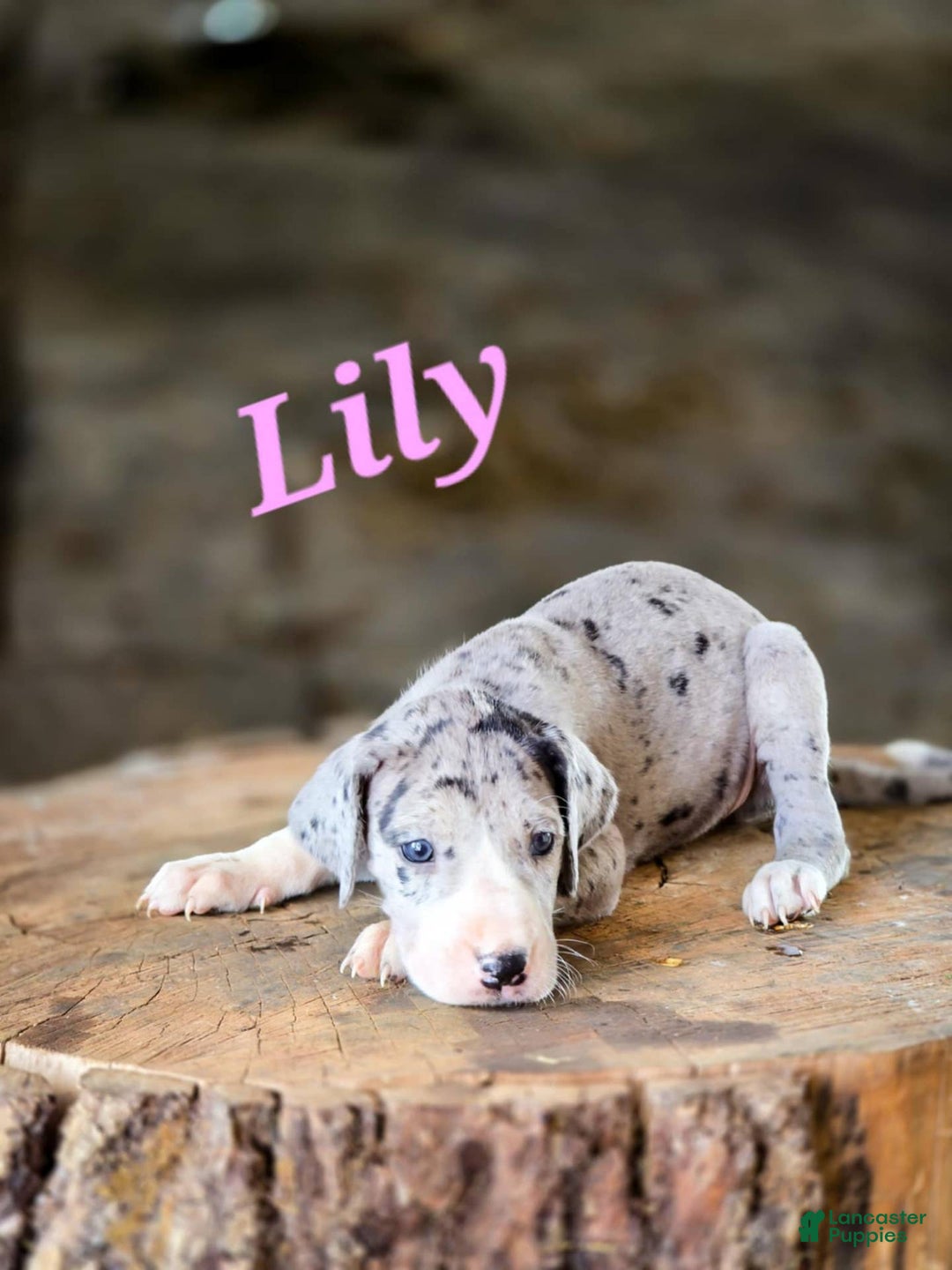 Great Dane dogs for sale: Lily - Image 1