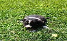 Border Collie dogs for sale: Rose - Image 1