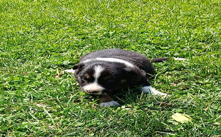 Border Collie dogs for sale - Ad 5