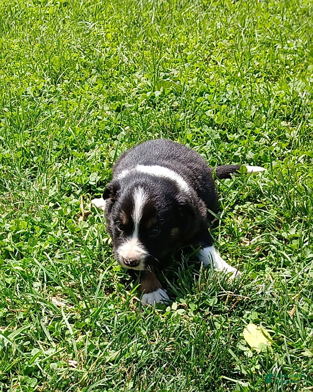Border Collie dogs for sale: Rose - Image 1