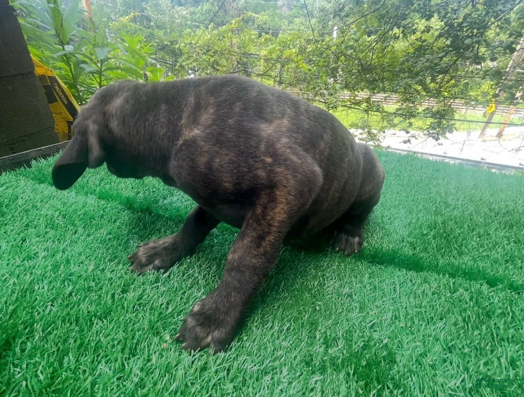 Cane Corso dogs for sale: Iccf Ozzy - Image 2