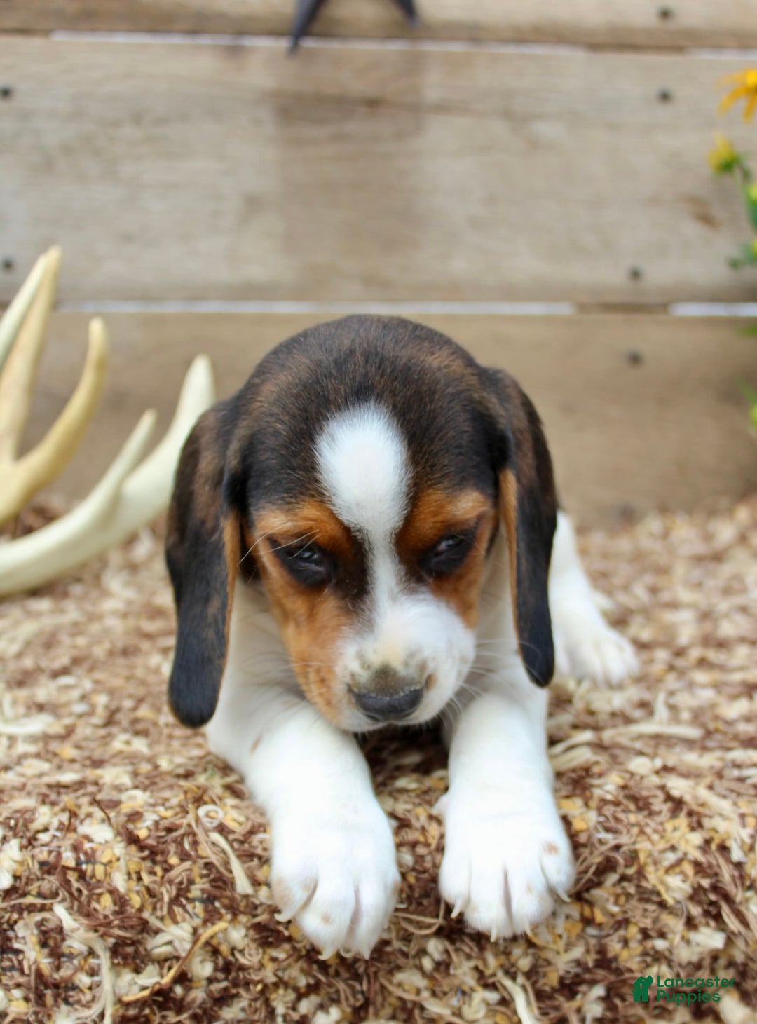 Beagle dogs for sale: Charlie - Image 6