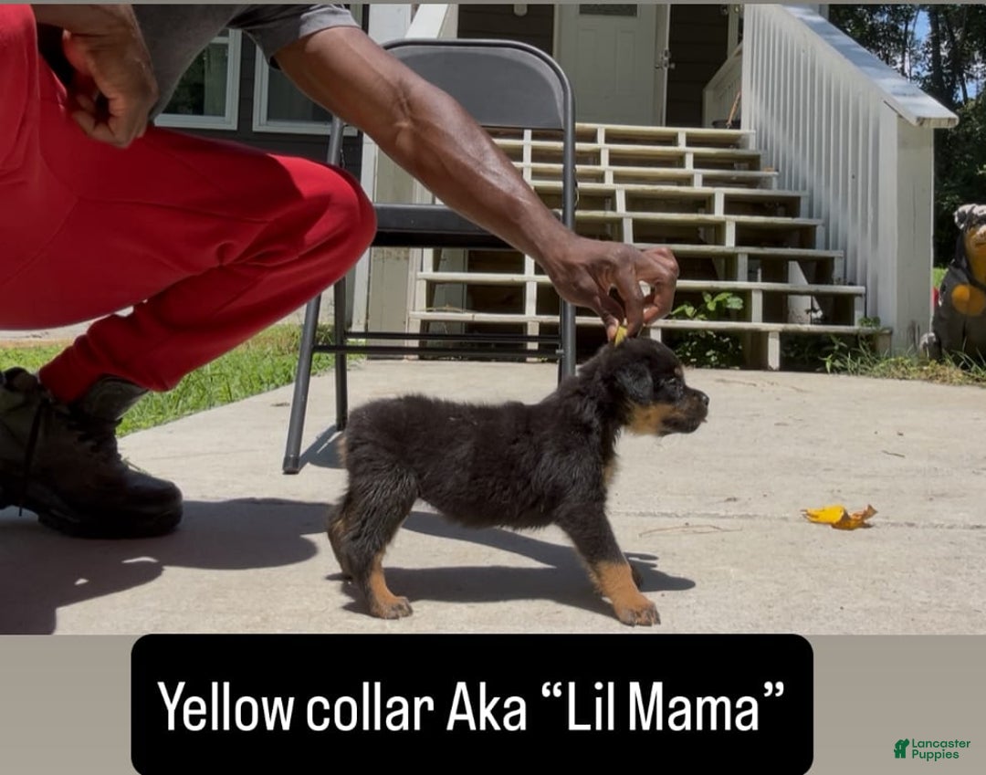 Rottweiler dogs for sale: Yellow Collar - Image 2