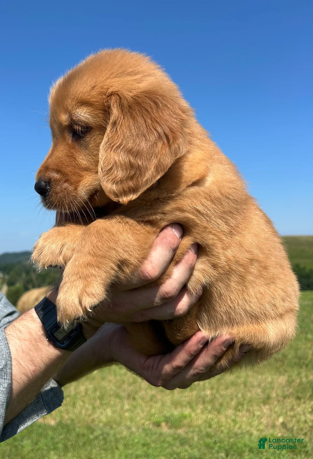 Golden Retriever dogs for sale: Honey - Image 13