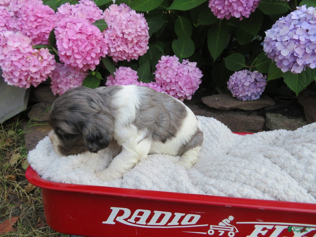 Cocker Spaniel dogs for sale: Zoey - Image 3