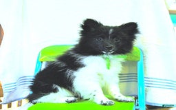 Pomeranian dogs for sale: Cody - Image 9