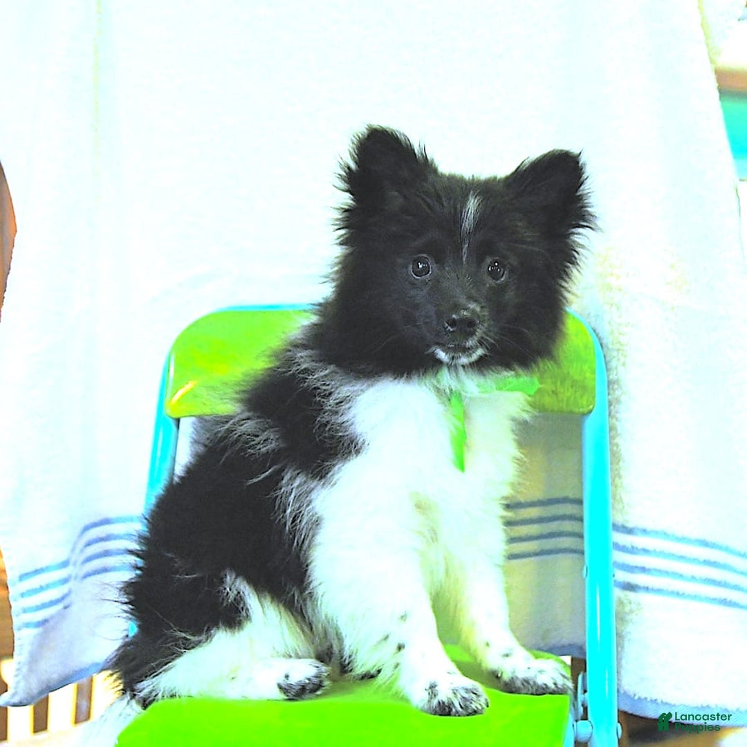 Pomeranian dogs for sale: Cody - Image 9