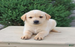 Labrador Retriever dogs for sale: Labrador Retriever 8 puppies - Image 18