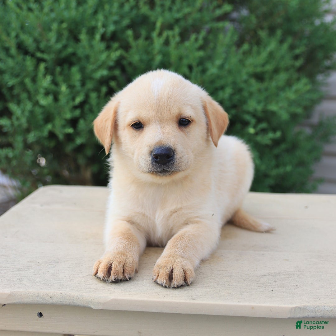 Labrador Retriever dogs for sale: Labrador Retriever 8 puppies - Image 18