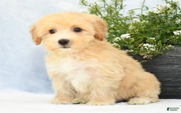 Havapoo dogs for sale: Maggie - Image 4
