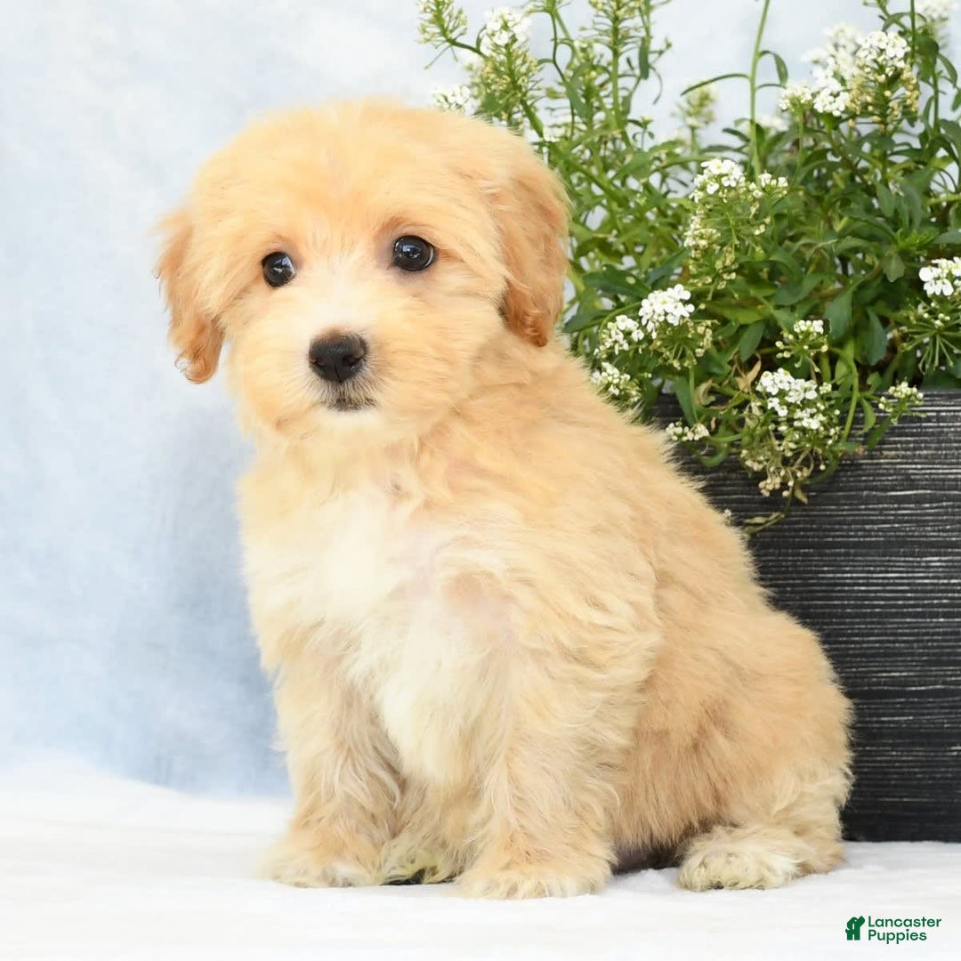 Havapoo dogs for sale: Maggie - Image 4
