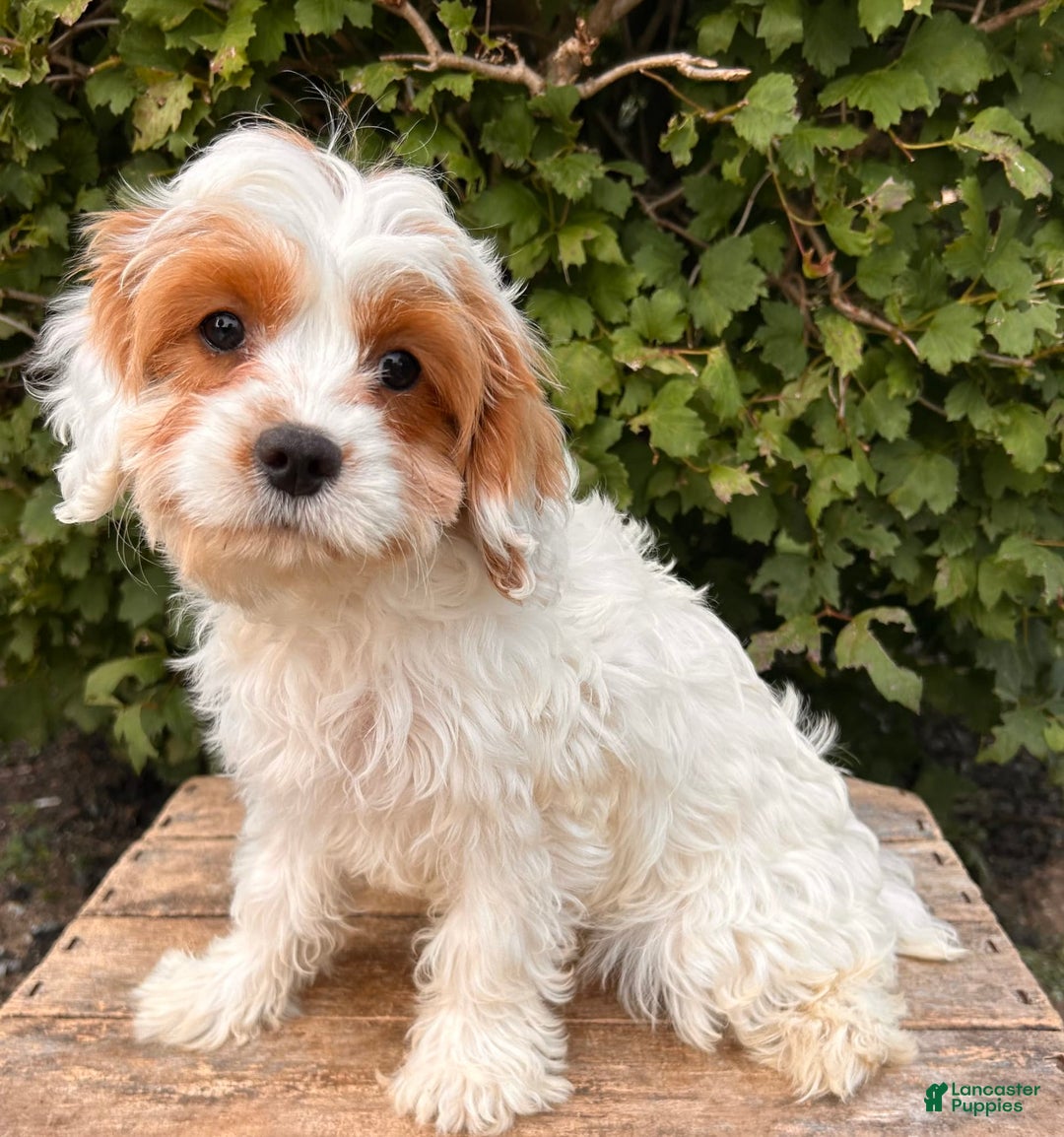 Cavapoo dogs for sale: Finn - Image 8
