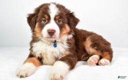 Australian Shepherd dogs for sale: Stormy - Image 4