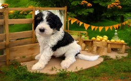 Bernedoodle dogs for sale: Casey Jr. - Image 3