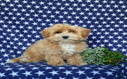Maltipoo dogs for sale: Stratford - Image 10