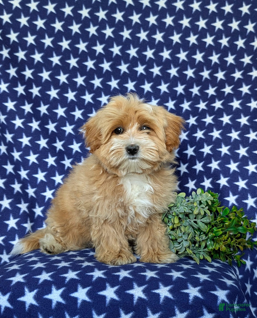 Maltipoo dogs for sale: Stratford - Image 10